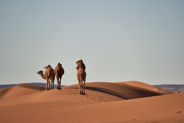 How to book a desert tour in Morocco