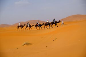 Camel trekking in the Desert